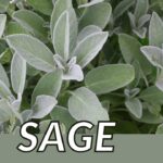 Fresh sage leaves close-up with label